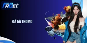 Đá Gà Thomo - Tổng Hợp Các Trận Đỉnh Cao Tại Trường Gà Số 1